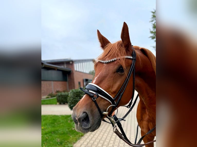 KWPN Castrone 5 Anni 172 cm Sauro in Neuss