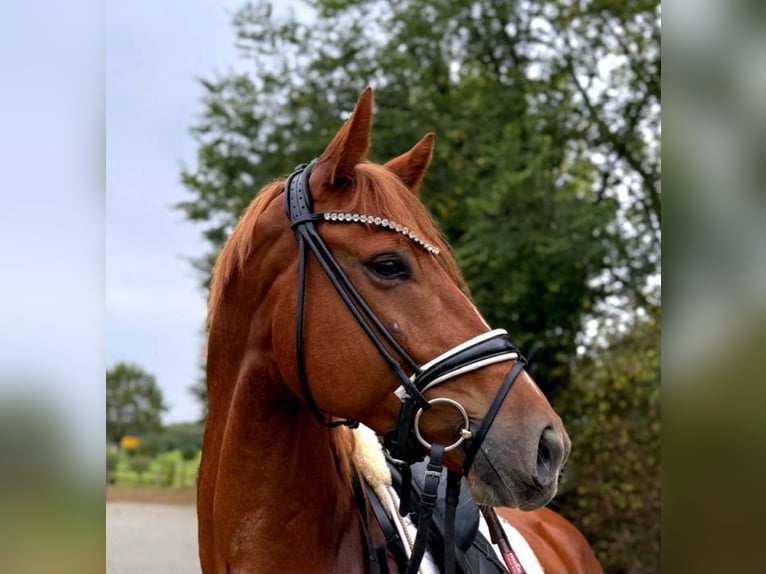 KWPN Castrone 5 Anni 172 cm Sauro in Neuss