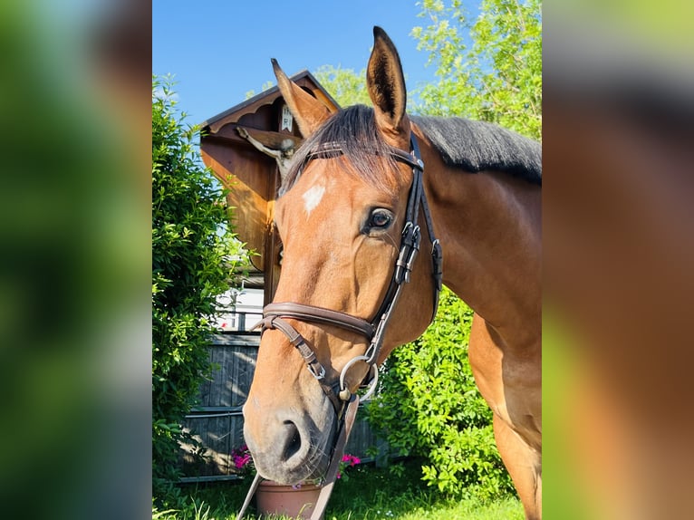 KWPN Castrone 5 Anni 173 cm Baio in Schwäbisch Gmünd