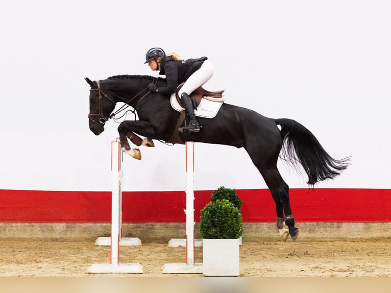 KWPN Castrone 5 Anni 173 cm Baio nero in Waddinxveen