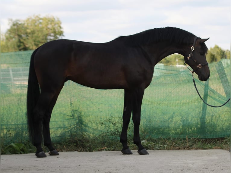 KWPN Castrone 5 Anni 173 cm Baio scuro in Snina