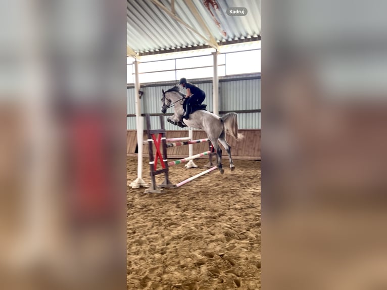 KWPN Castrone 5 Anni 173 cm Red dun in Boroszewo