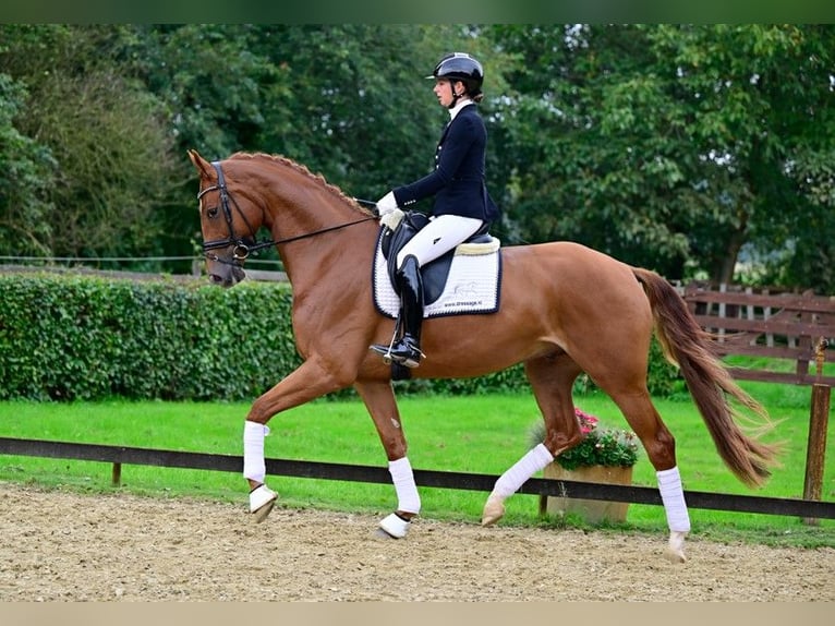 KWPN Castrone 5 Anni 173 cm Sauro in de Wijk