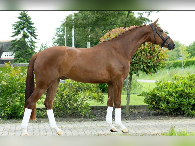 KWPN Castrone 5 Anni 173 cm Sauro scuro in Columbia Station