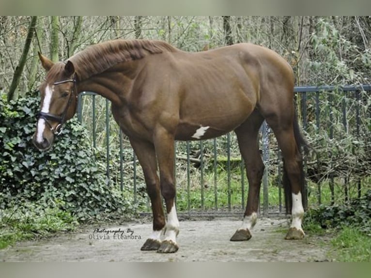 KWPN Castrone 5 Anni 173 cm Sauro scuro in Soest