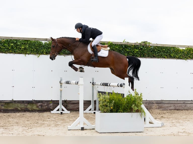 KWPN Castrone 5 Anni 174 cm Baio in Waddinxveen KWPN Castrone 5 Anni 174 cm Baio in Waddinxveen