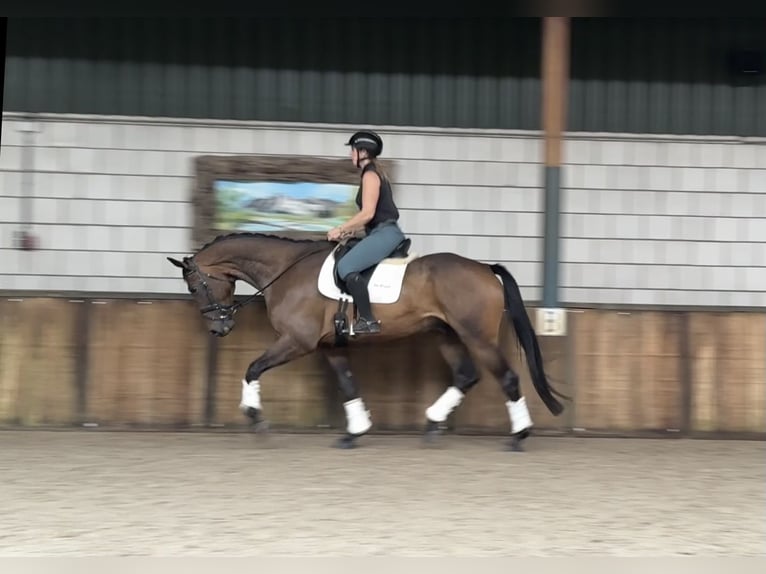 KWPN Castrone 5 Anni 174 cm Baio scuro in Oud Gastel