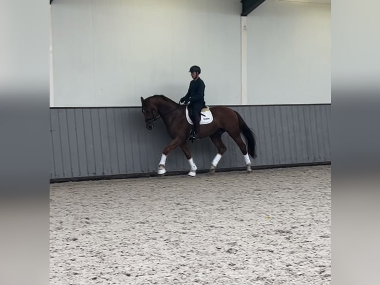 KWPN Castrone 5 Anni 174 cm Sauro in Eibergen