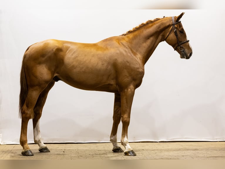 KWPN Castrone 5 Anni 174 cm Sauro scuro in Waddinxveen