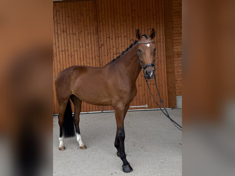 KWPN Castrone 5 Anni 175 cm Baio in Wermelskirchen