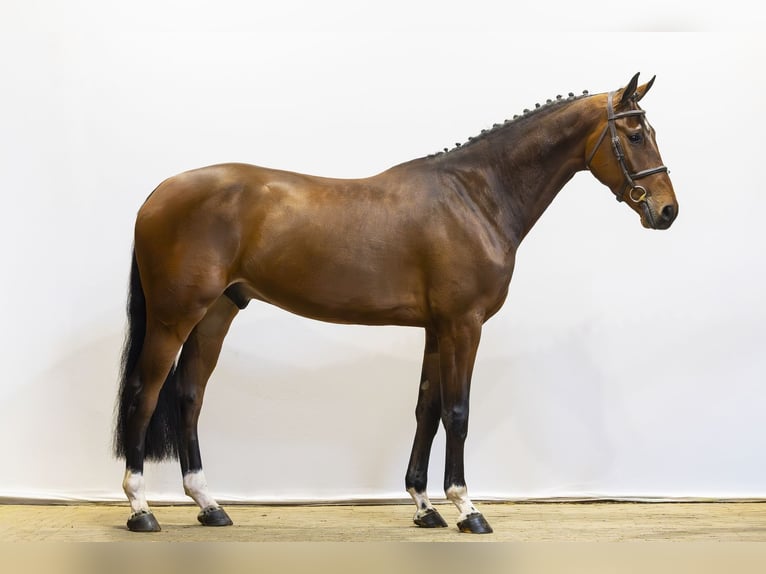 KWPN Castrone 5 Anni 175 cm Baio scuro in Waddinxveen