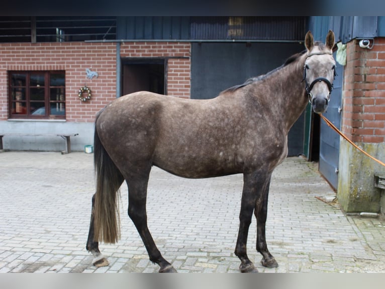 KWPN Castrone 5 Anni 175 cm Falbo baio in Schilde