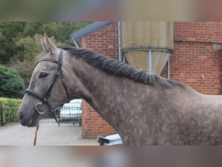 KWPN Castrone 5 Anni 175 cm Falbo baio in Schilde