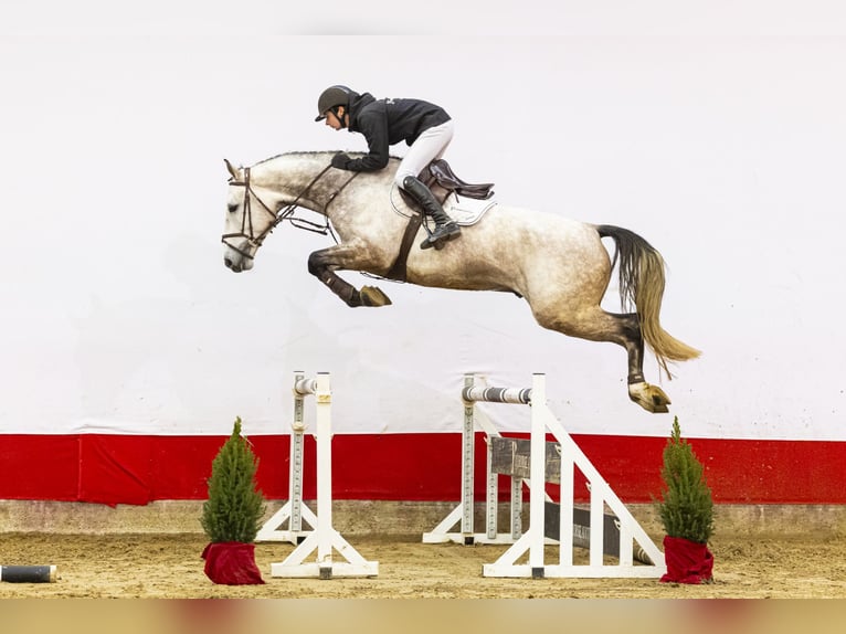 KWPN Castrone 5 Anni 175 cm Grigio in Waddinxveen