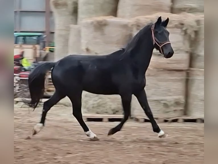 KWPN Castrone 5 Anni 175 cm Morello in Oosterzee