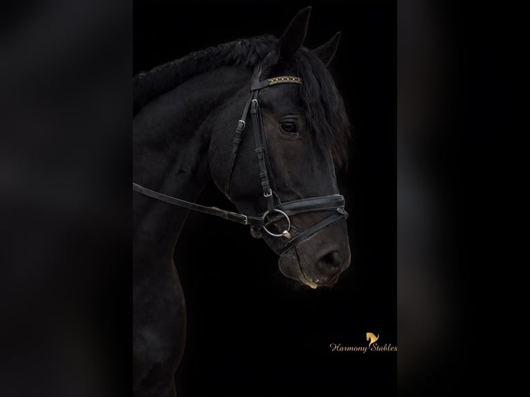 KWPN Castrone 5 Anni 175 cm Morello in Margarethen am Moos