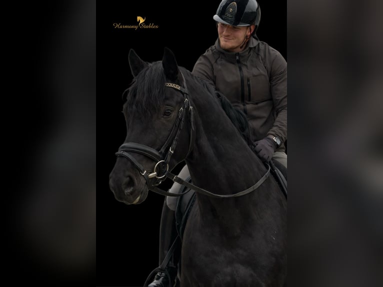 KWPN Castrone 5 Anni 175 cm Morello in Margarethen am Moos