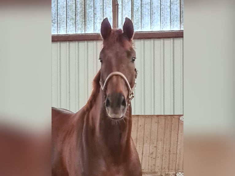 KWPN Castrone 5 Anni 175 cm Sauro scuro in Dorsten