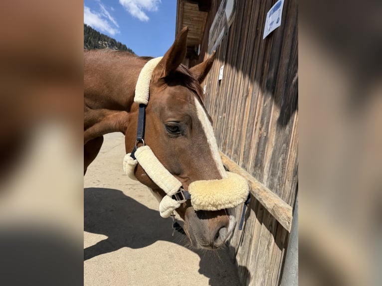 KWPN Castrone 5 Anni 175 cm Sauro scuro in Gaicht