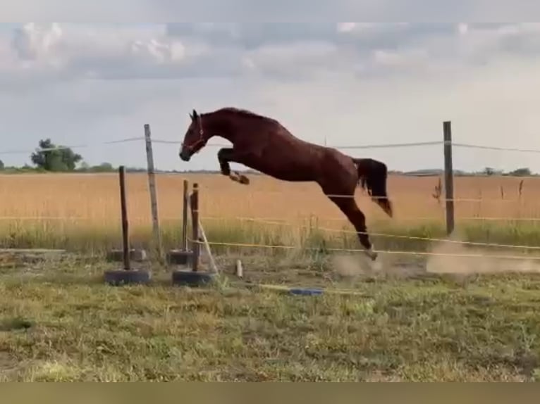 KWPN Castrone 5 Anni 175 cm Sauro scuro in Gaicht