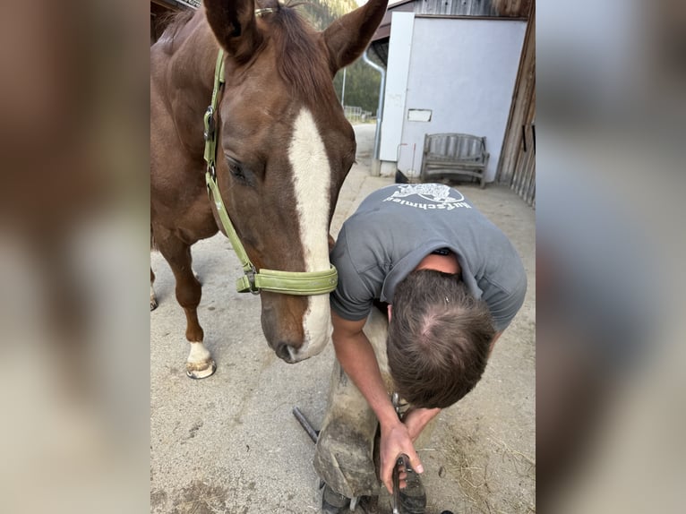 KWPN Castrone 5 Anni 175 cm Sauro scuro in Gaicht