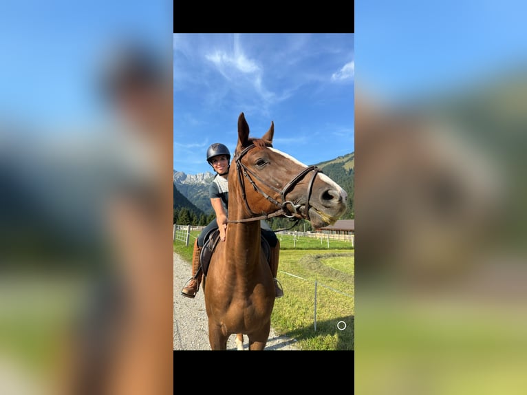 KWPN Castrone 5 Anni 175 cm Sauro scuro in Gaicht
