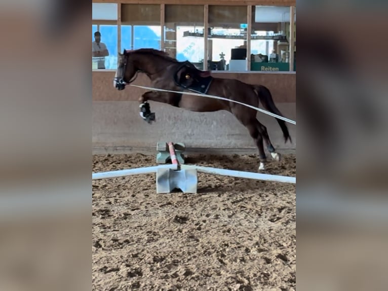 KWPN Castrone 5 Anni 175 cm Sauro scuro in Gaicht