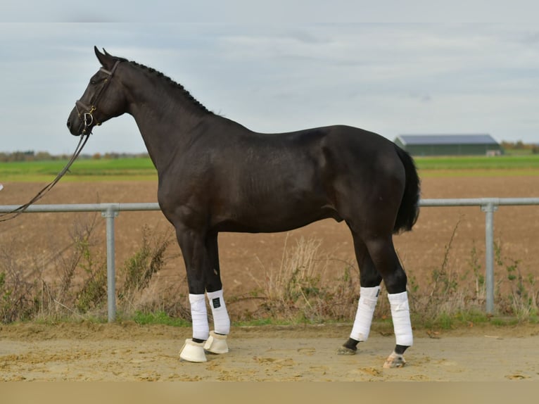 KWPN Castrone 5 Anni 176 cm Morello in Geilenkirchen