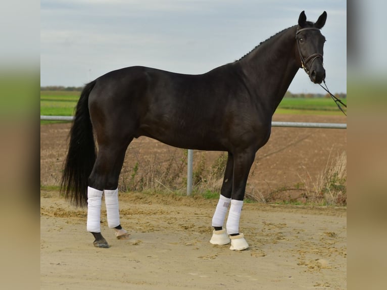 KWPN Castrone 5 Anni 176 cm Morello in Geilenkirchen