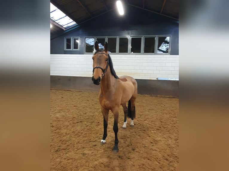 KWPN Castrone 5 Anni 178 cm Baio in Geesteren