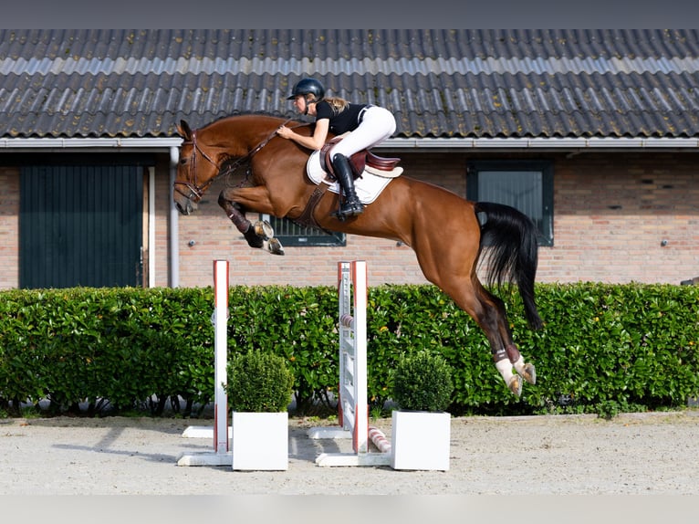 KWPN Castrone 5 Anni 178 cm Baio in Waddinxveen