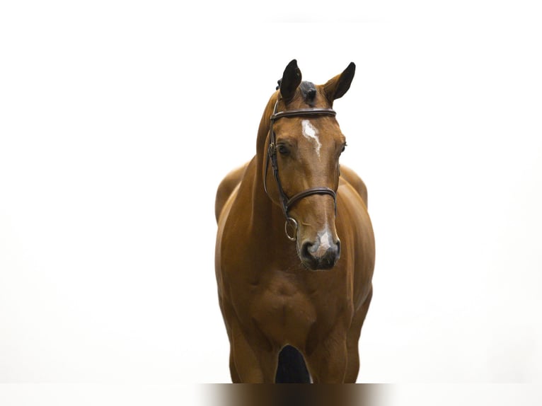 KWPN Castrone 5 Anni 178 cm Baio in Waddinxveen