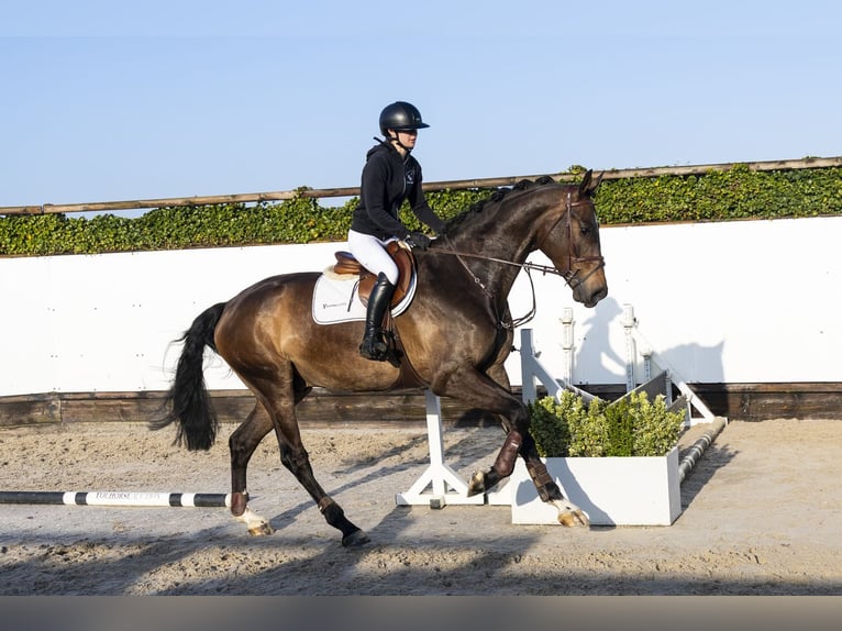 KWPN Castrone 5 Anni 178 cm  in Waddinxveen