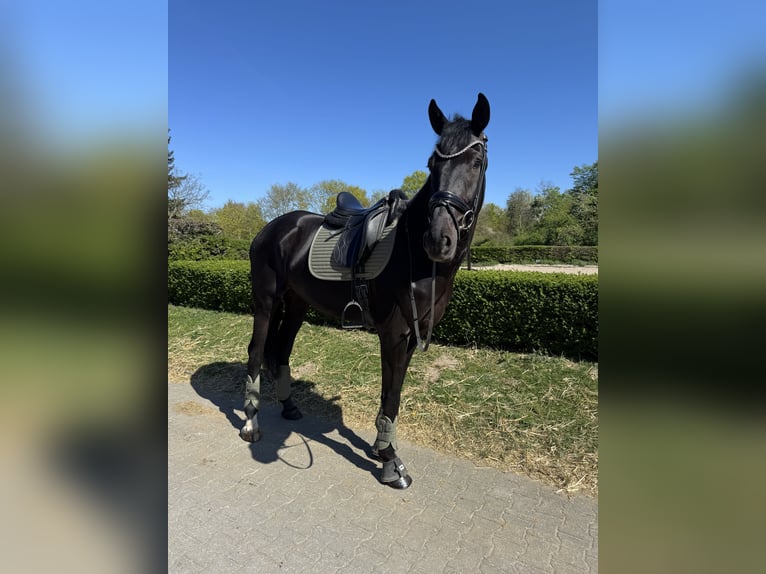 KWPN Castrone 5 Anni 179 cm  in Ratingen