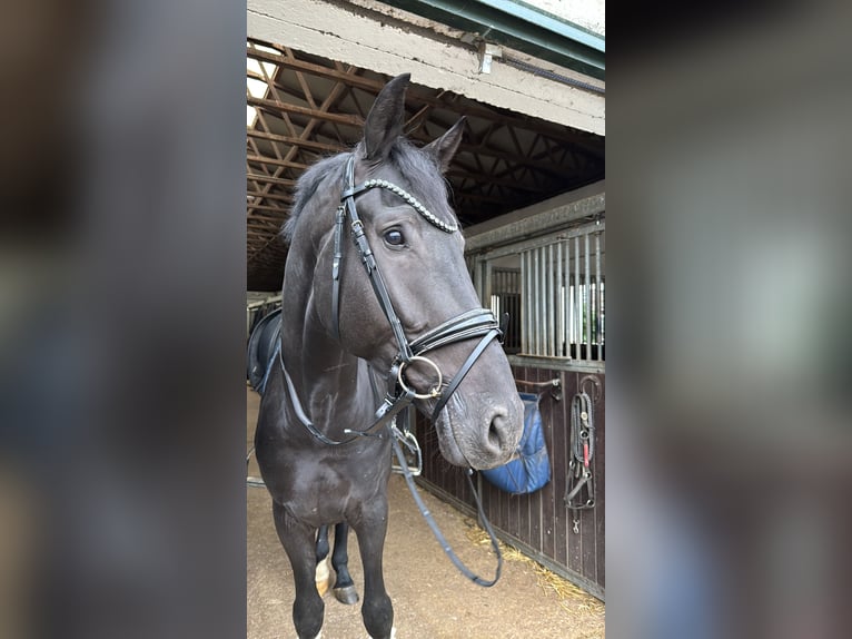 KWPN Castrone 5 Anni 179 cm  in Ratingen