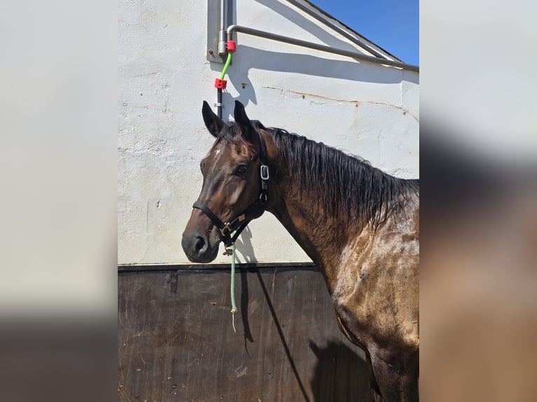 KWPN Castrone 5 Anni 180 cm Baio scuro in Murcia
