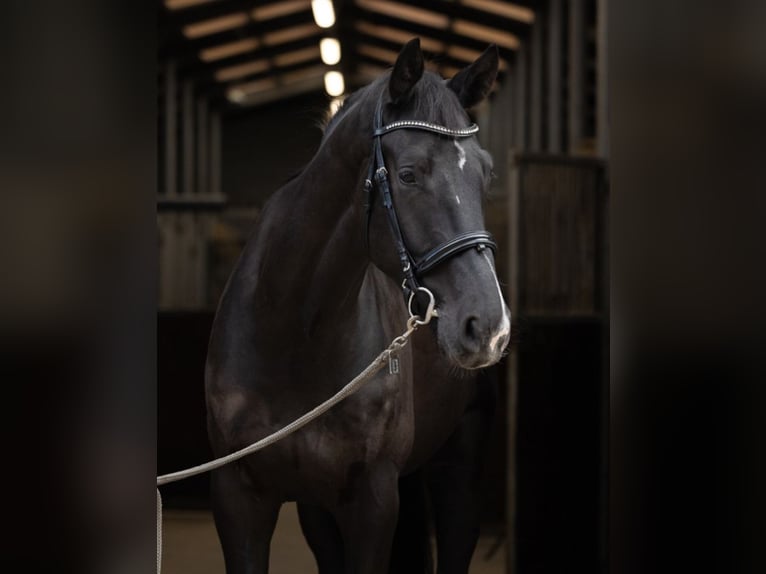 KWPN Castrone 5 Anni 180 cm Morello in Neuwied