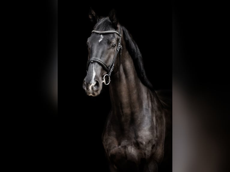 KWPN Castrone 5 Anni 180 cm Morello in Neuwied