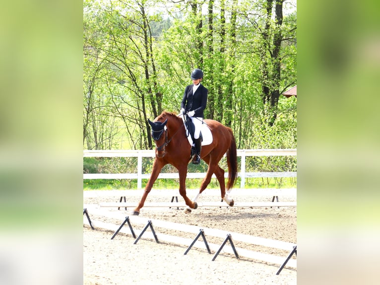 KWPN Castrone 5 Anni 181 cm Sauro in Dziemiany