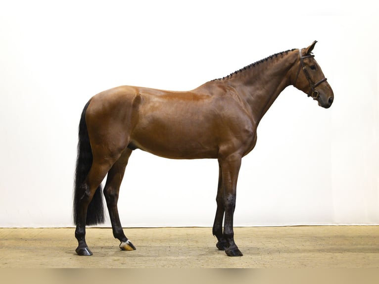 KWPN Castrone 5 Anni 182 cm Baio in Waddinxveen KWPN Castrone 5 Anni 182 cm Baio in Waddinxveen