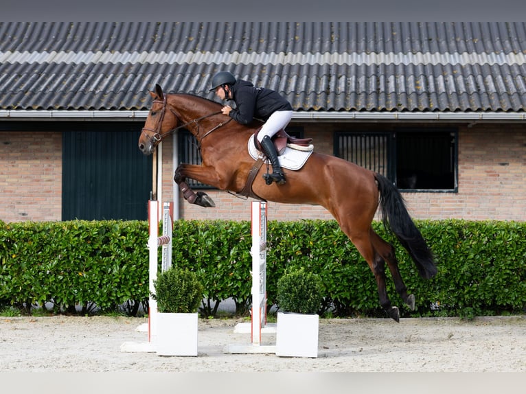 KWPN Castrone 5 Anni 182 cm Baio in Waddinxveen KWPN Castrone 5 Anni 182 cm Baio in Waddinxveen