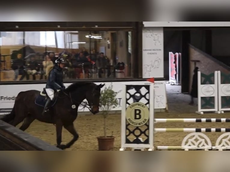 KWPN Castrone 5 Anni Baio in W&#xE4;chtersbach