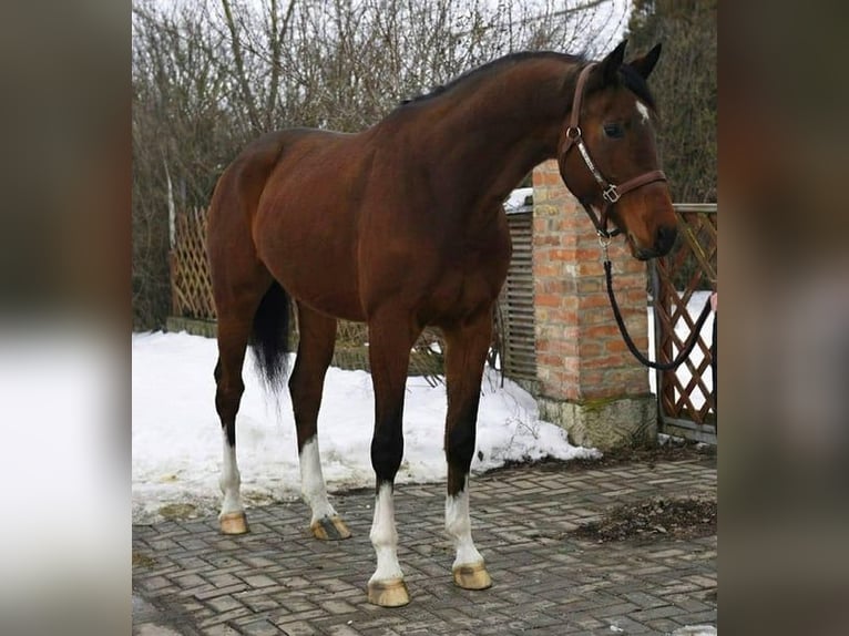 KWPN Castrone 5 Anni Baio scuro in Lendava/Lendva