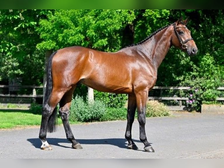 KWPN Castrone 5 Anni in Heerde