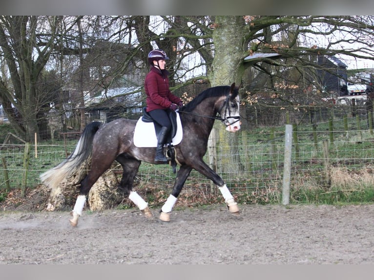 KWPN Castrone 5 Anni Grigio in Wijk en Aalburg
