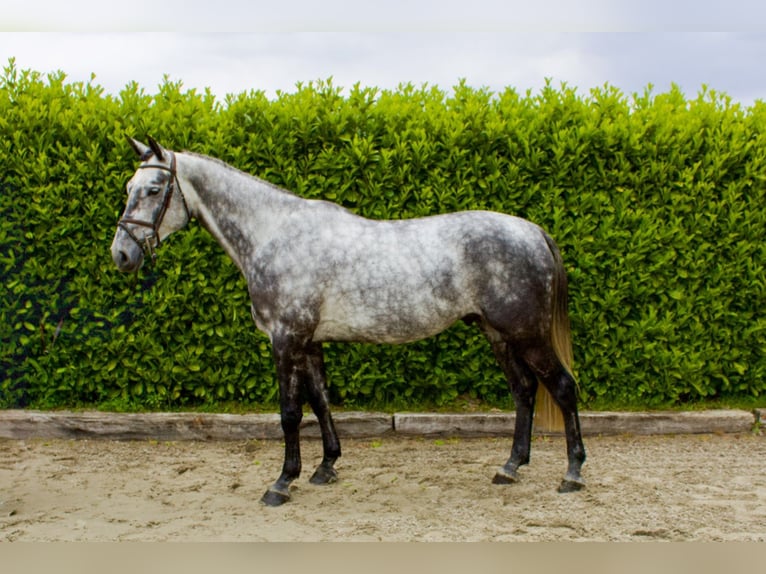 KWPN Castrone 5 Anni Grigio in Tönisvorst