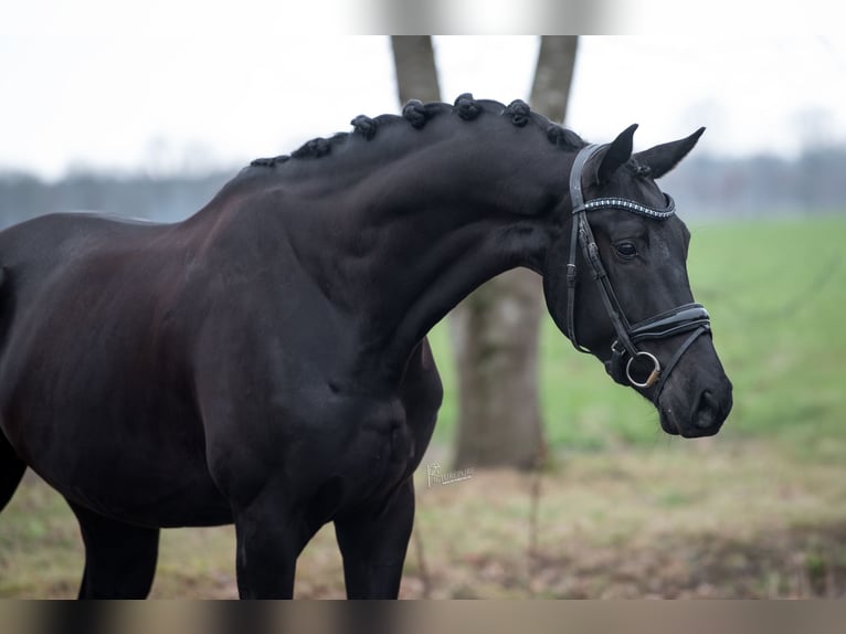 KWPN Castrone 5 Anni Morello in Peer