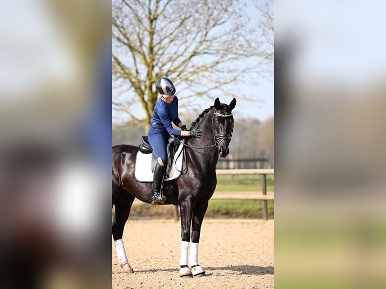 KWPN Castrone 5 Anni Morello in Peer