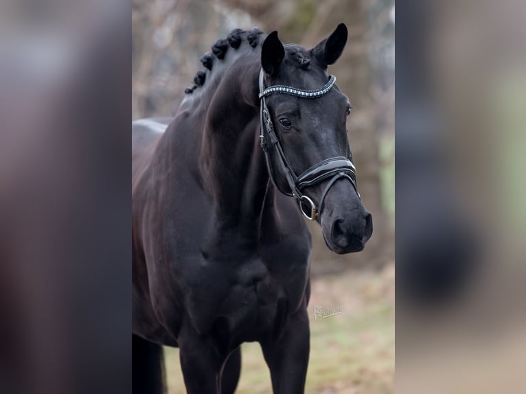 KWPN Castrone 5 Anni Morello in Peer