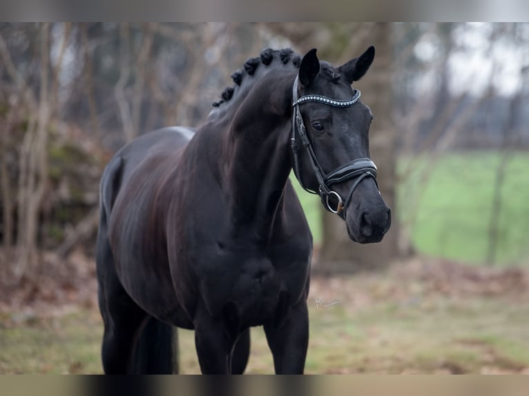 KWPN Castrone 5 Anni Morello in Peer